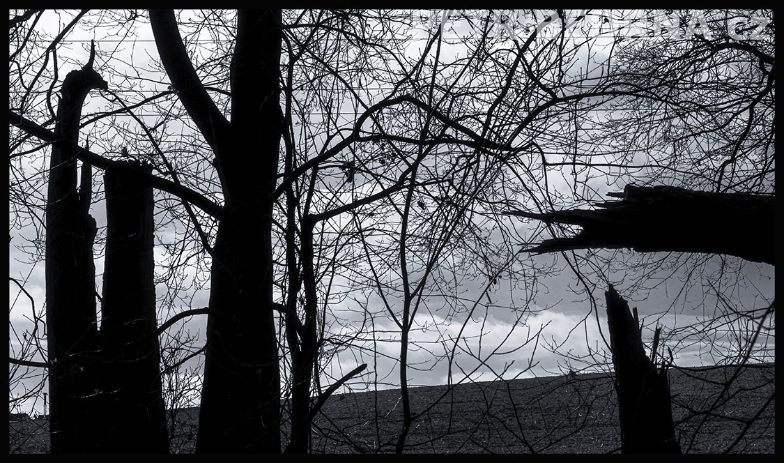 Strom vetřelec zprava, Říčany u Prahy, okolí, krása, les, příroda, mraky, Česko