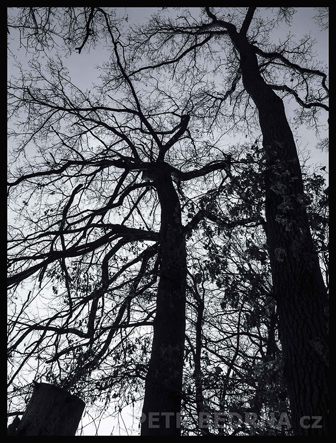 Stromy - dva tanečníci a jeden pařez, Říčany u Prahy, okolí, krása, les, příroda, obloha, Česko