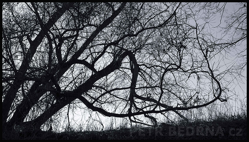 Stromy na pastvě, Říčany, Stromy