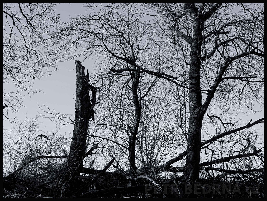Stromy - seznamování pod dozorem matky, Říčany u Prahy, okolí, krása, les, příroda, obloha, Česko