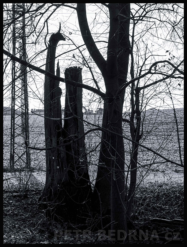 Stromy - trojice na stojáka, Říčany u Prahy, okolí, krása, les, příroda, obloha, Česko