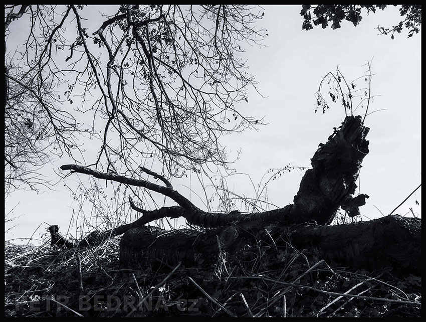 Sumec s očima na stopkách řvoucí, Říčany, Stromy