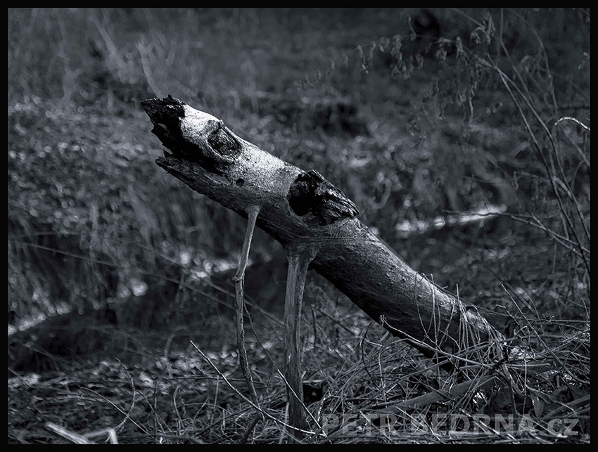 Sumeček chudáček, Říčany, Stromy