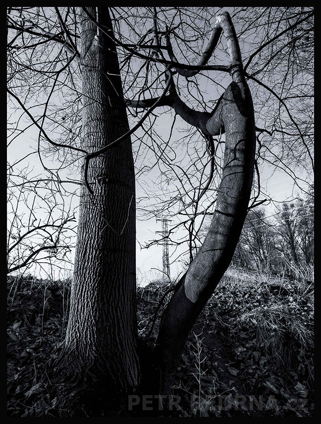 Svůdná sromice u stromu, Říčany u Prahy, okolí, krása, les, příroda, obloha, Česko