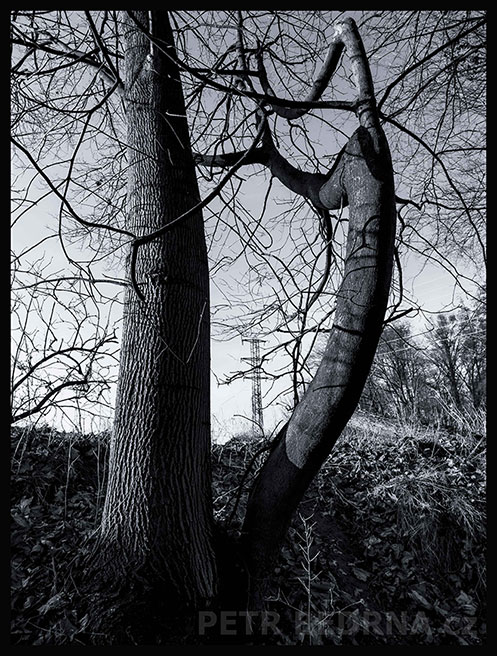 Svůdná vlnící se stromice, Říčany, Stromy