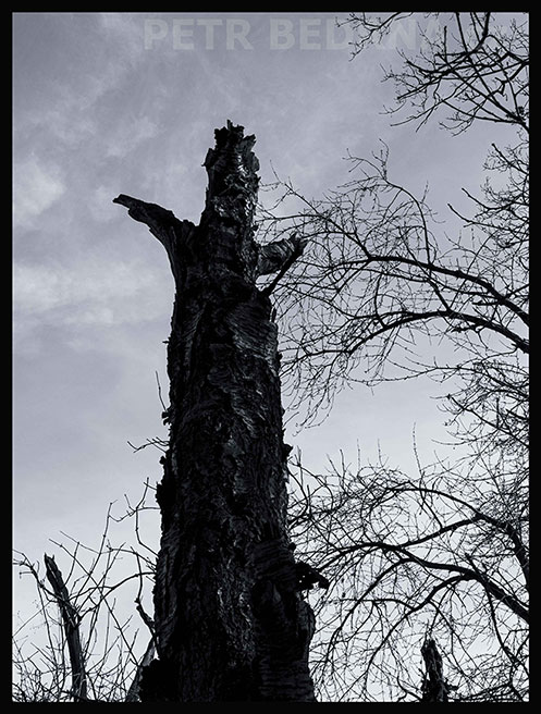 Totem malá drštička s korunkou, Říčany, Stromy