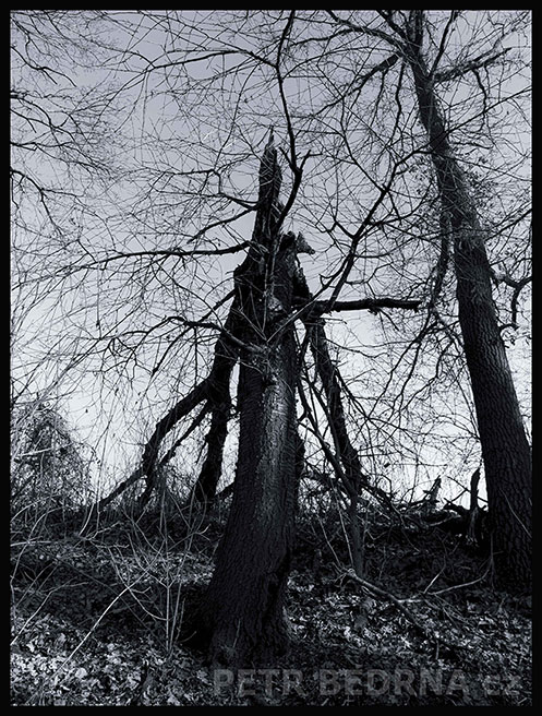 Tryskáč dřevěný ke startu připraven, Říčany, Stromy