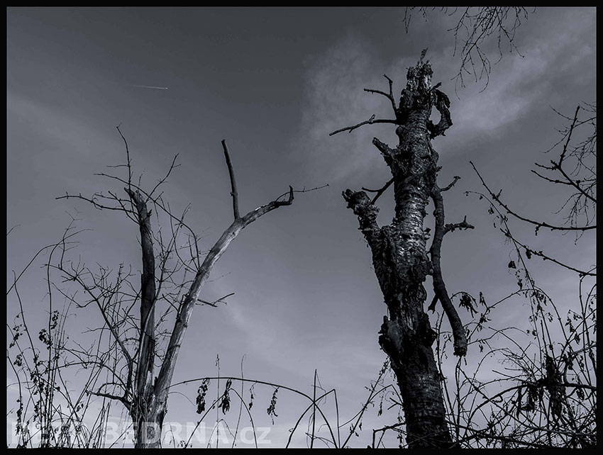 Vboj, rytíř s ocasem, Říčany, Stromy