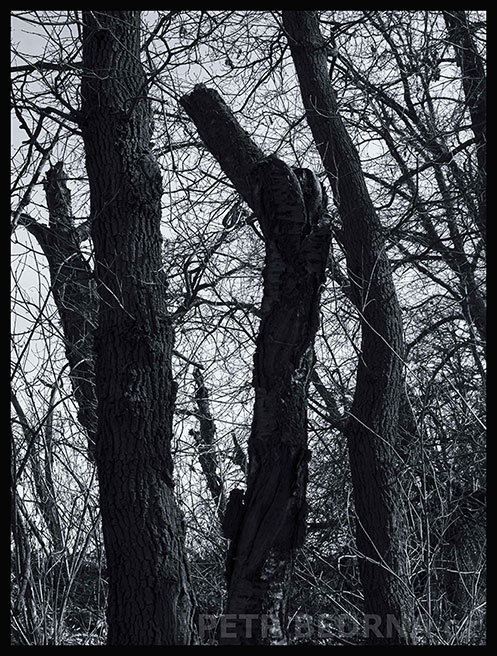 Veliký čumák a veliké oko, Říčany, Stromy