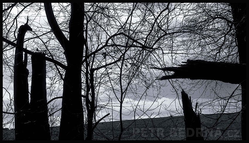 Vetřelec zprava, Říčany, Stromy