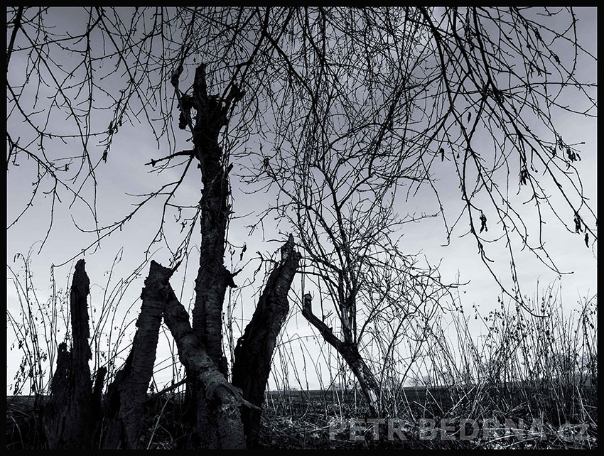 Vladař a jeho karamila, Říčany, Stromy