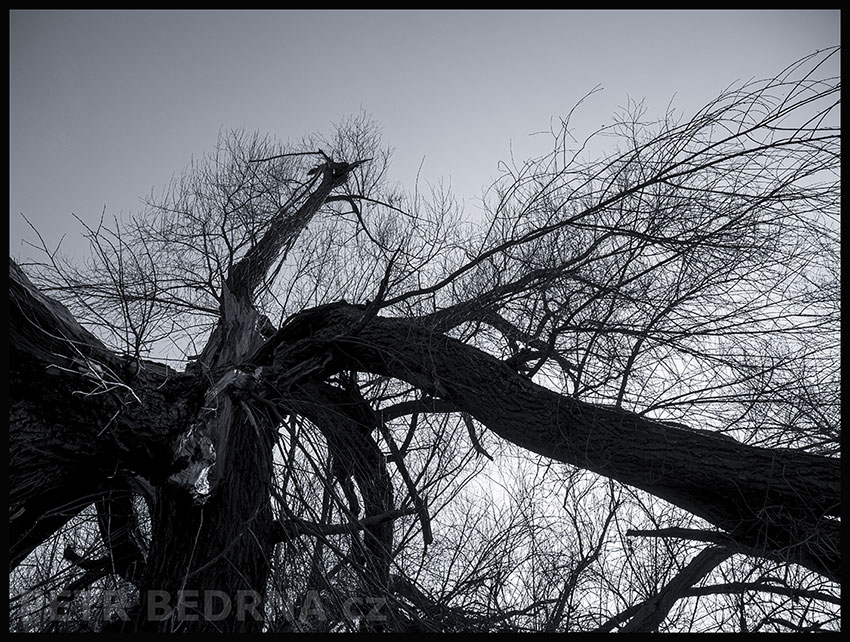 Čertík Bertík krotitel, Lidice, Kladno, strom, les, příroda, stromy, zábava, figuríny, podivnosti, Česko