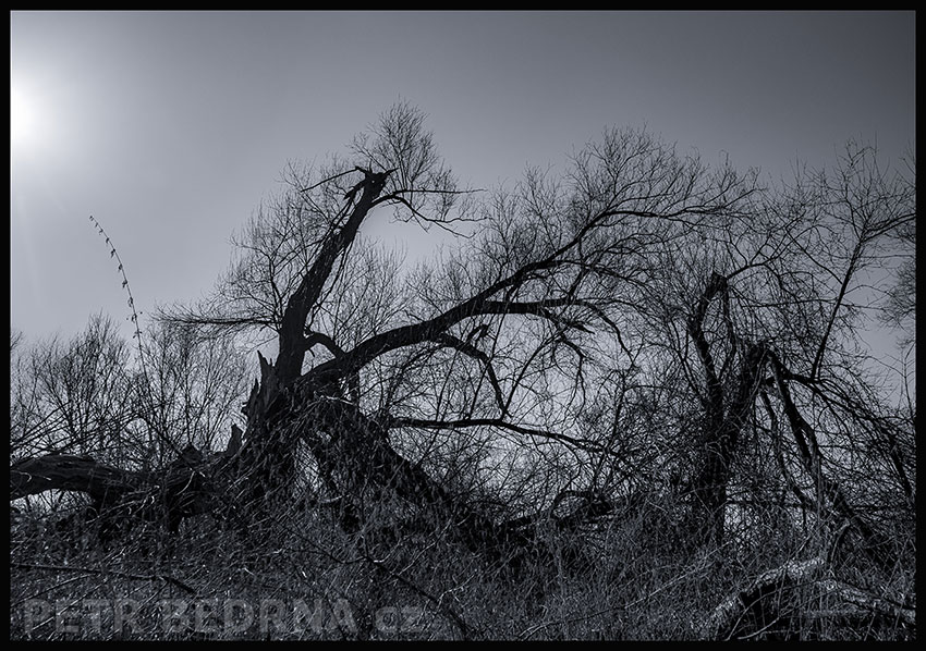 Čertík bertík, Lidice, Kladno, strom, les, příroda, stromy, zábava, figuríny, podivnosti, Česko