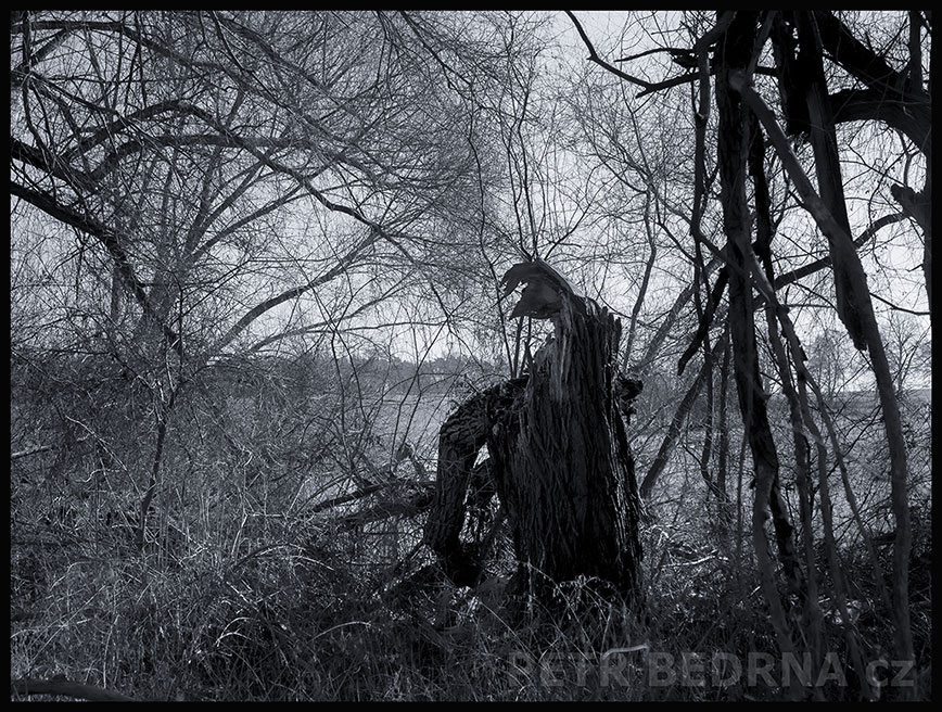 Chromy a unavený - bez plášťe a bez svědomí, Lidice, Kladno, strom, stromy, figuríny, podivnosti, Česko