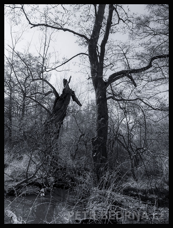 Chromý strom zdraví zdravý, Makotřasy, Lidice, Kladno, krása, okolí, les, příroda, stromy, podoba, Česko