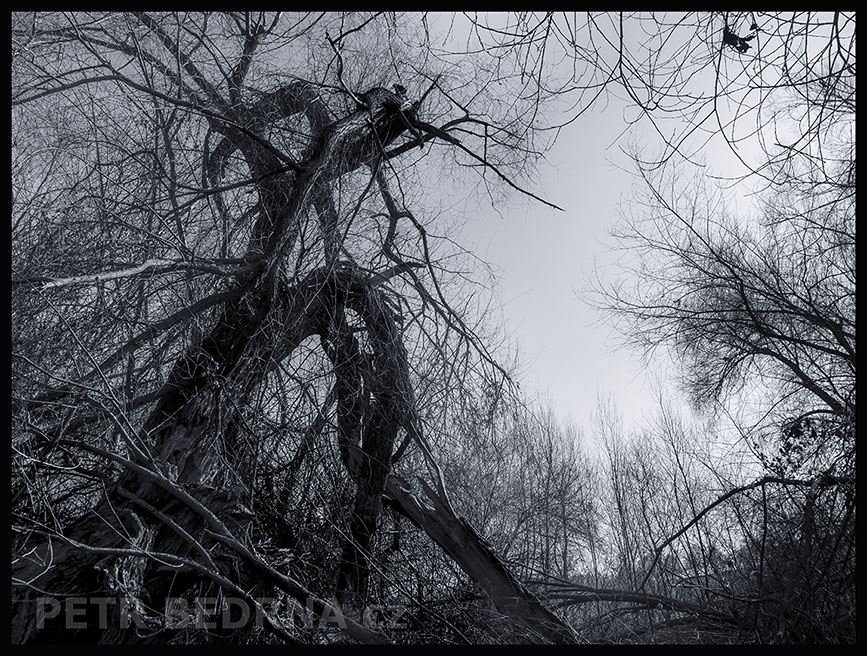 Divoké zátiší, Lidice, Kladno, strom, les, příroda, stromy, zábava, figuríny, podivnosti, Česko