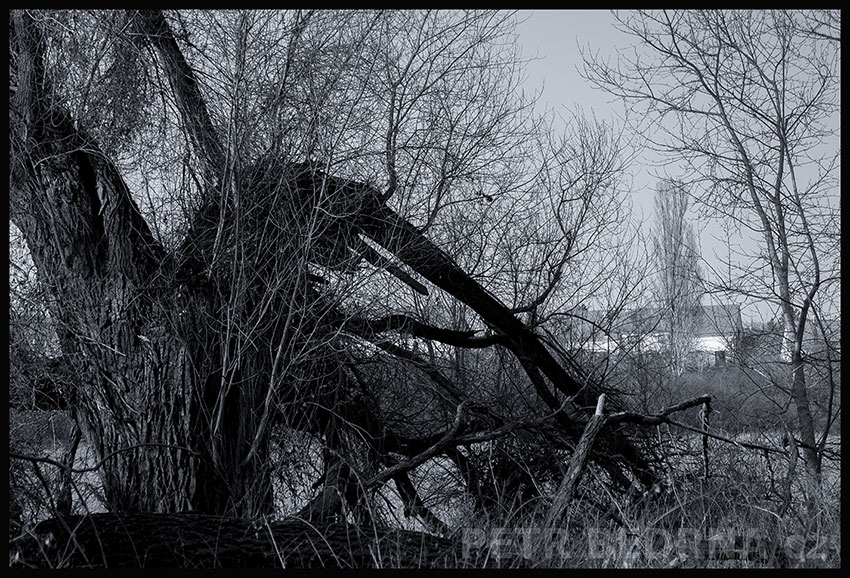 Dlouhý sosáček a mlsný jazýček, Lidice, Kladno, strom, les, příroda, stromy, zábava, figuríny, podivnosti, Česko