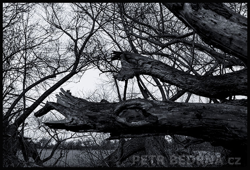 Dva psi honiči, Hřebeč, Kladno, strom, les, příroda, stromy, zábava, figuríny, podivnosti, Česko