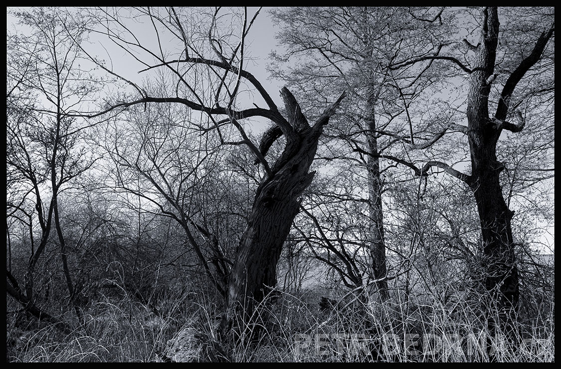 Dva stromy - ona svádí jeho, Makotřasy, Lidice, Kladno, krása, okolí, les, příroda, stromy, podoba, Česko