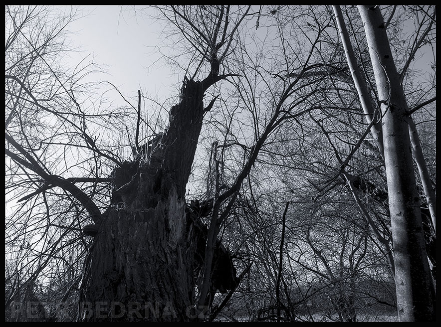 Hladové ptáče, Lidice, Kladno, strom, les, příroda, stromy, zábava, figuríny, podivnosti, Česko