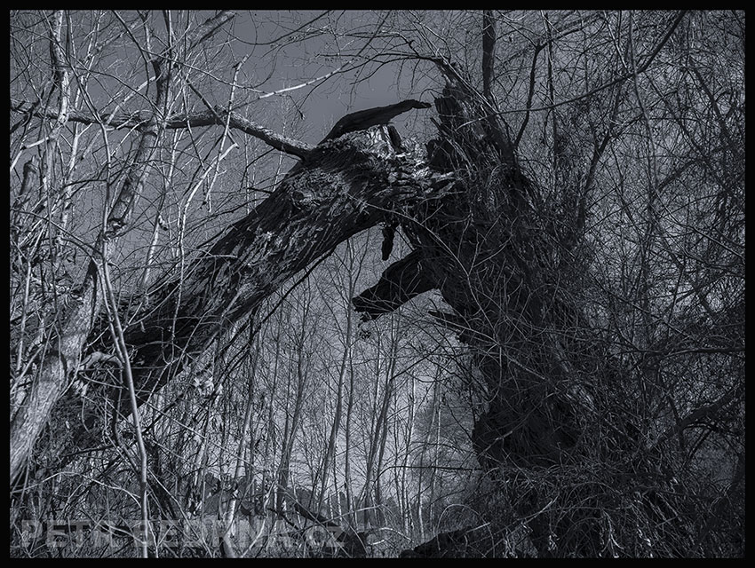 Hlava otevřená, Lidice, Kladno, strom, les, příroda, stromy, zábava, figuríny, podivnosti, Česko