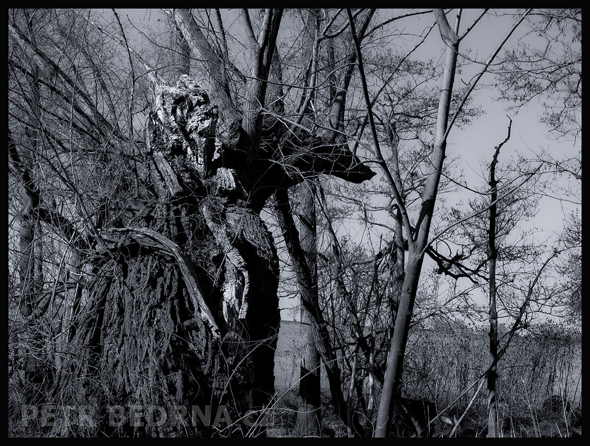 Líný kocour se veze, Makotřasy, Lidice, Kladno, krása, okolí, les, příroda, zábava, stromy, podoba, Česko