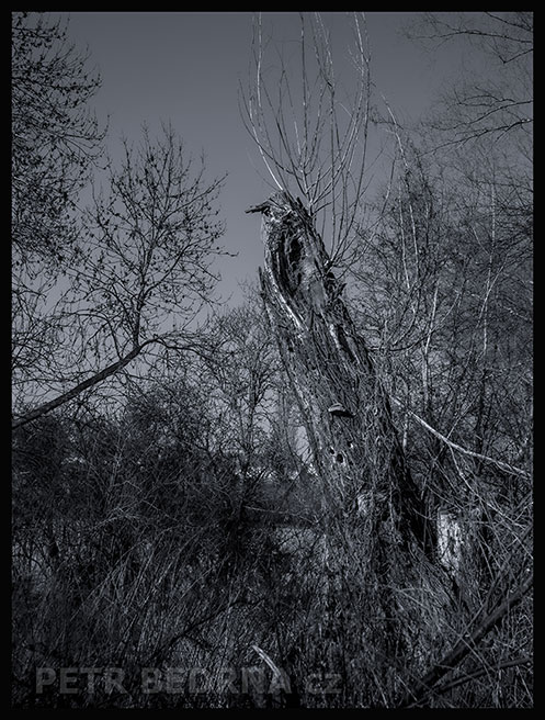 Páv obří, Lidice, Kladno, strom, les, příroda, stromy, zábava, figuríny, podivnosti, Česko