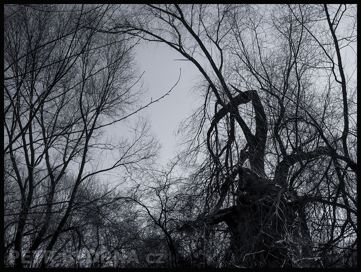 Pelikán odpočívá, Lidice, Kladno, krása, okolí, strom, les, příroda, stromy, zábava, figuríny, podoba, Česko