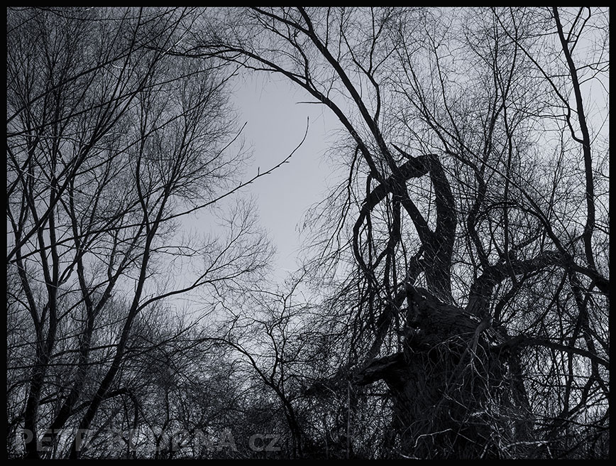 Pelikán šetří síly, Lidice, Kladno, strom, les, příroda, stromy, zábava, figuríny, podivnosti, Česko