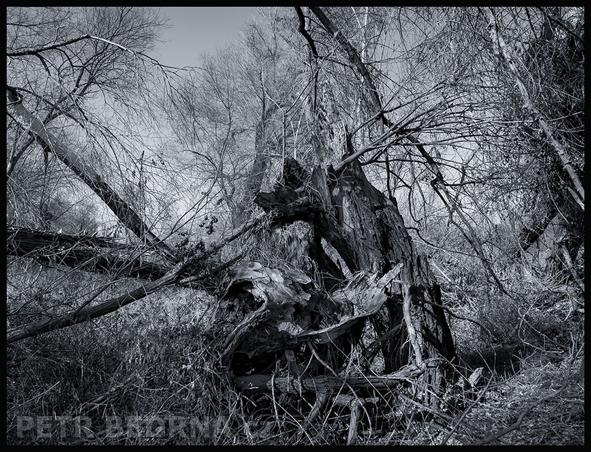 Pes Baskervillský si po žranici čistí zoubky, Lidice, Kladno, strom, les, příroda, stromy, podivnosti, Česko