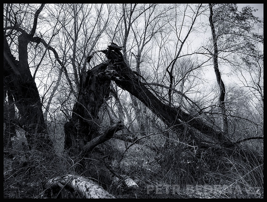 Podivné zvíře s kloboučkem, Lidice, Kladno, strom, les, příroda, stromy, zábava, figuríny, podivnosti, Česko
