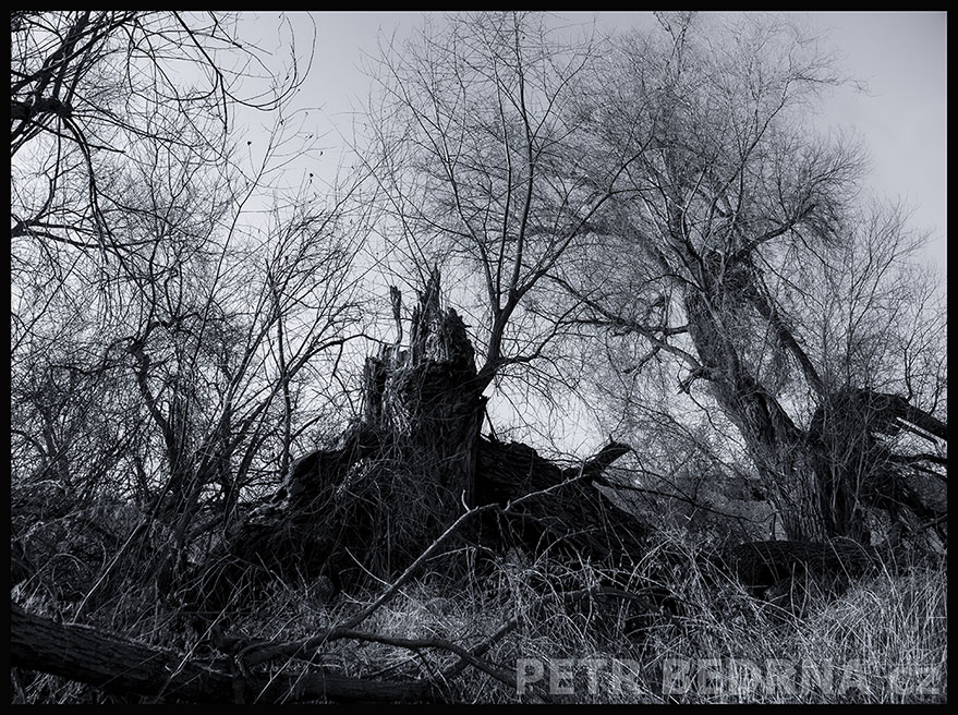 Pomník na památku všem padlým v ekologické bitvě, Lidice, Kladno, strom, příroda, stromy, podivnosti, Česko