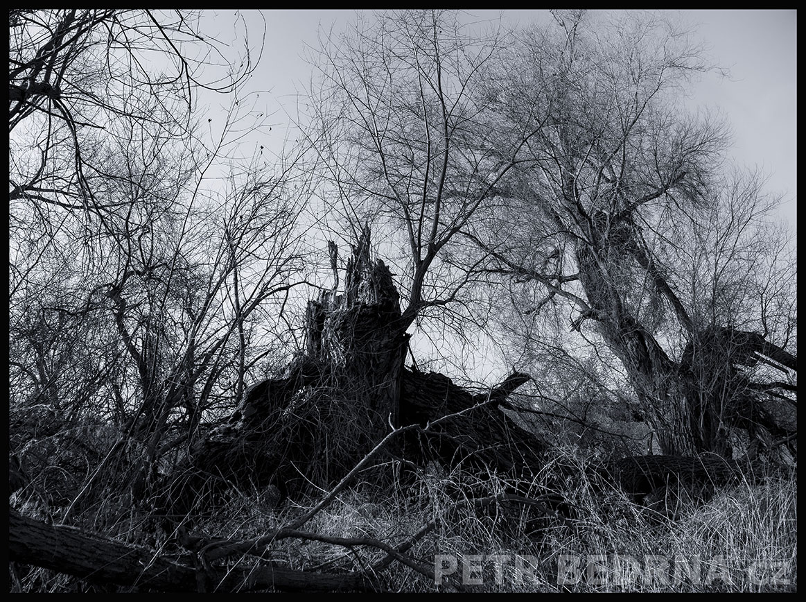 Pomník na památku všem zvířátkům padlým, Lidice, Kladno, krása, okolí, strom, příroda, stromy, podoba, Česko