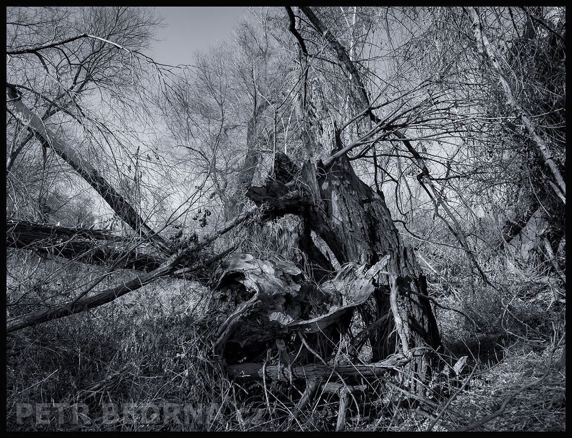 Přežraný pes Baskervillský si čistí zoubky, Lidice, Kladno, krása, okolí, les, příroda, stromy, podoba, Česko