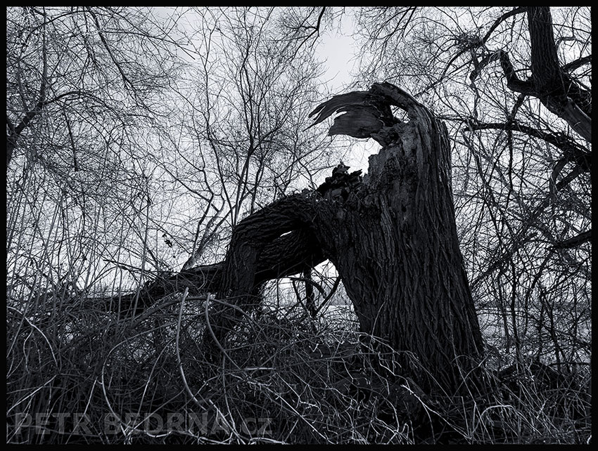 Pták Ohnivák o kuřátka pečující, Lidice, Kladno, strom, les, příroda, stromy, zábava, figuríny, podivnosti, Česko