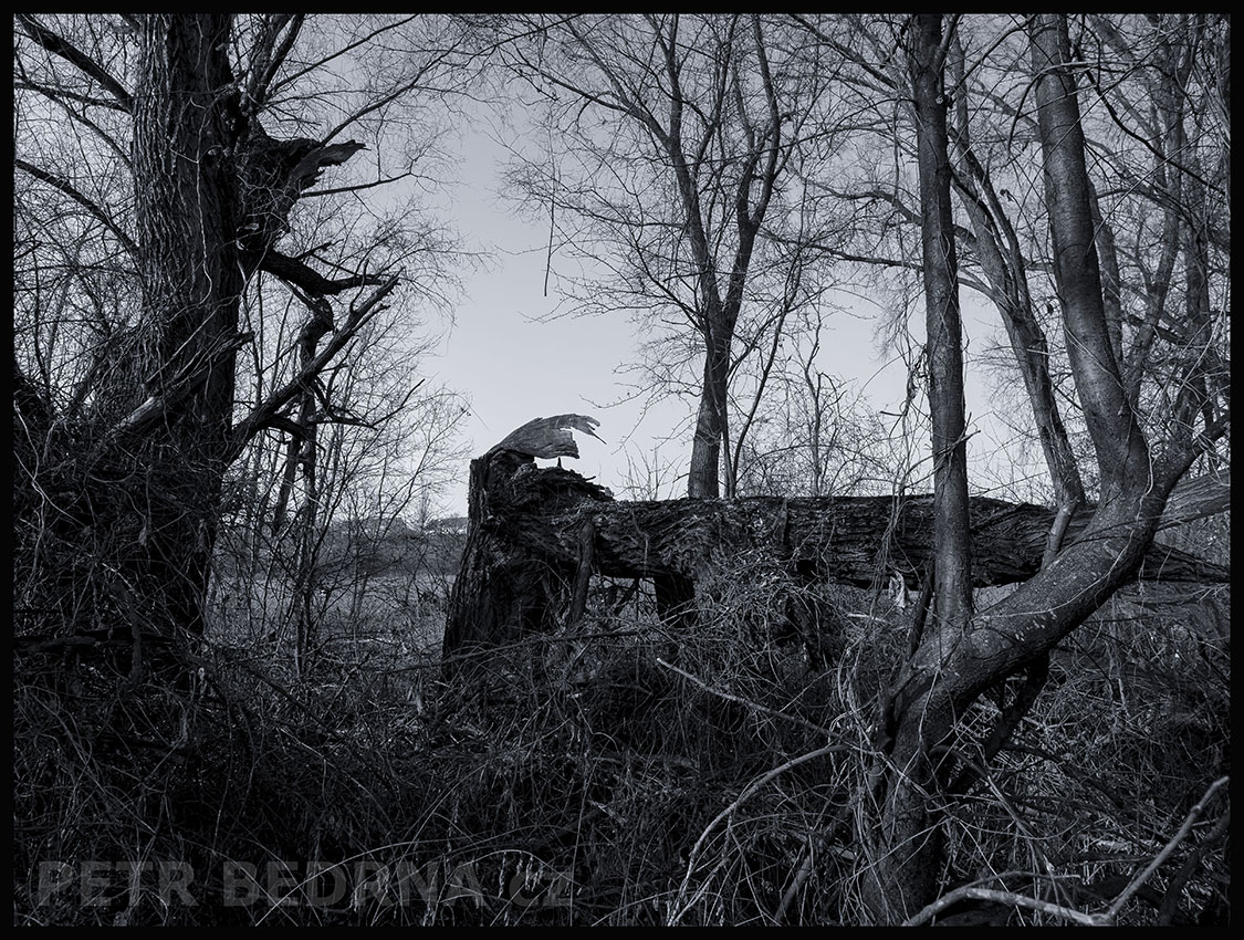 Raketový automobil ke startu připraven, Lidice, Kladno, krása, okolí, strom, les, příroda, stromy, podoba, Česko