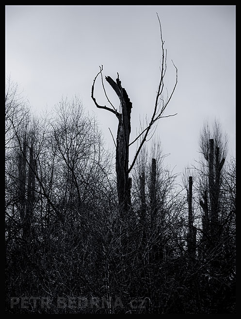 Sám mezi sloupy, Lidice, Kladno, strom, les, příroda, stromy, zábava, figuríny, podivnosti, Česko