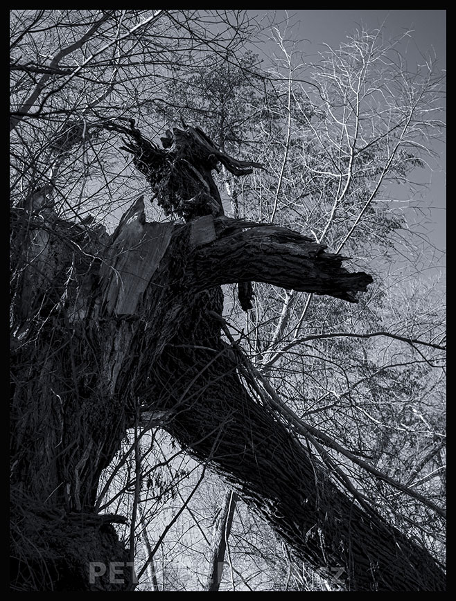 Šílené monstrum s dudkem za krkem, Lidice, Kladno, krása, strom, okolí, les, příroda, podoba, Česko