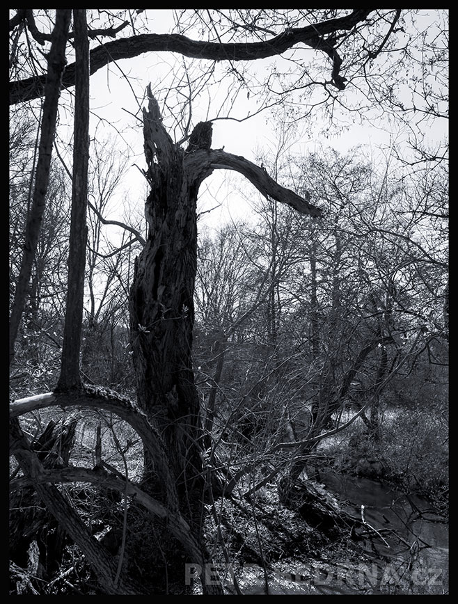 Strom anděl s malými křidélky, Makotřasy, Lidice, Kladno, krása, okolí, les, příroda, stromy, podoba, Česko