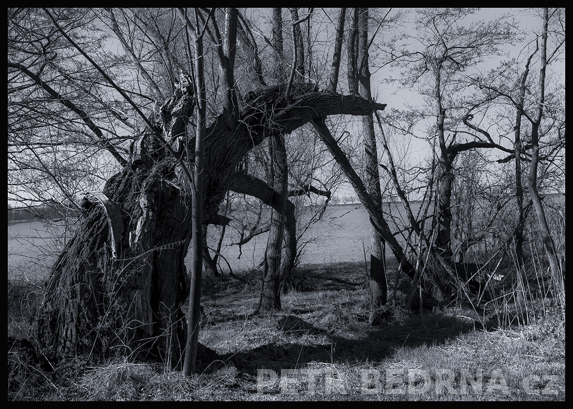 Strom černý jezdec, Makotřasy, Lidice, Kladno, krása, okolí, les, příroda, zábava, figuríny, stromy, podoba, Česko