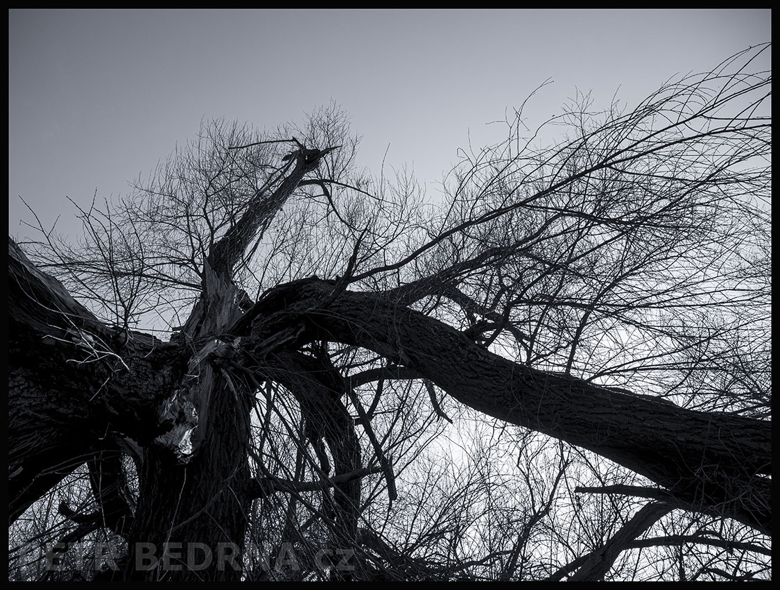 Strom Čertík Bertík krotitel, Lidice, Kladno, krása, okolí, strom, les, příroda, stromy, figuríny, podoba, Česko