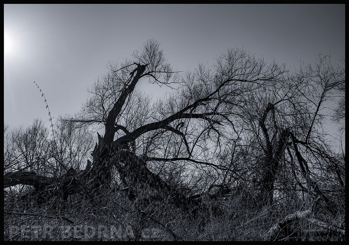 Strom Čertík Bertík, Lidice, Kladno, krása, okolí, les, příroda, stromy, zábava, podoba, Česko