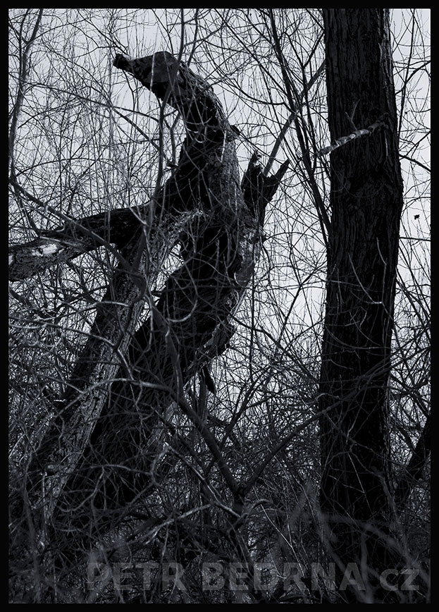 Strom Čertík Bertík na kolotoči, Lidice, Kladno, krása, okolí, les, stromy, figuríny, podoba, Česko