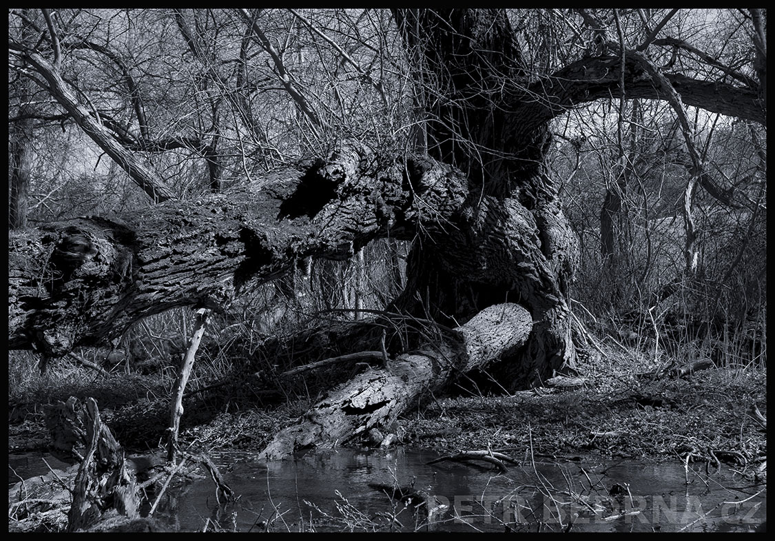 Strom chobot, lávka přes Lidický potok, Makotřasy, Lidice, Kladno, krása, okolí, les, stromy, podoba, Česko