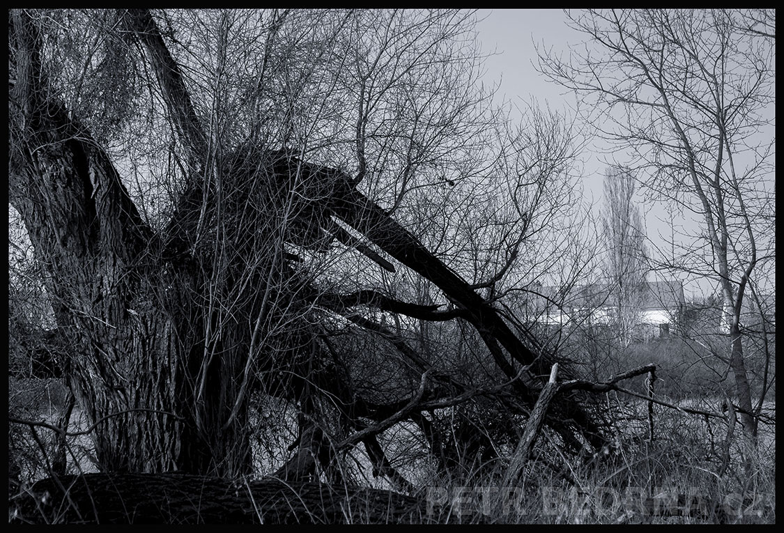 Strom dlouhý sosáček a mlsný jazýček, Lidice, Kladno, krása, okolí, les, příroda, stromy, podoba, Česko
