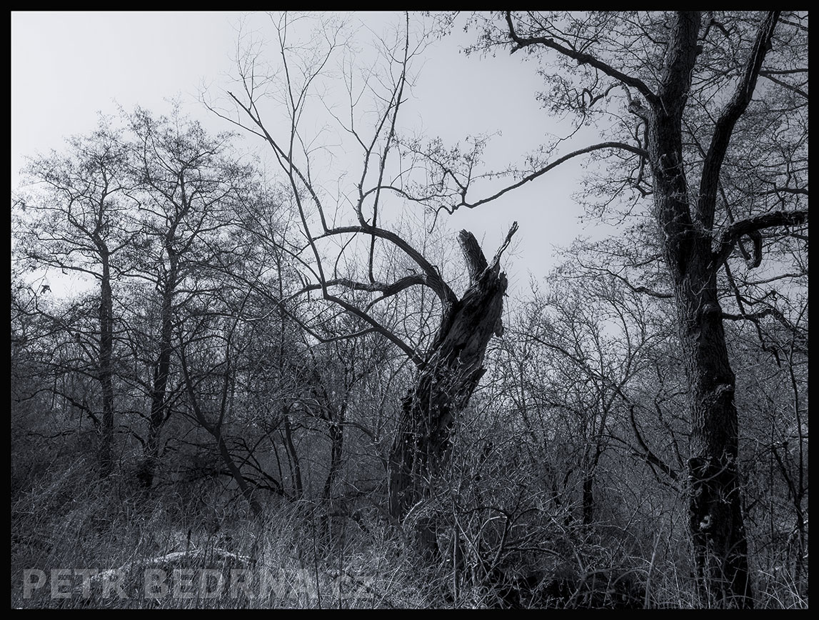Strom dostal závrať, Makotřasy, Lidice, Kladno, krása, okolí, les, příroda, zábava, figuríny, stromy, podoba, Česko