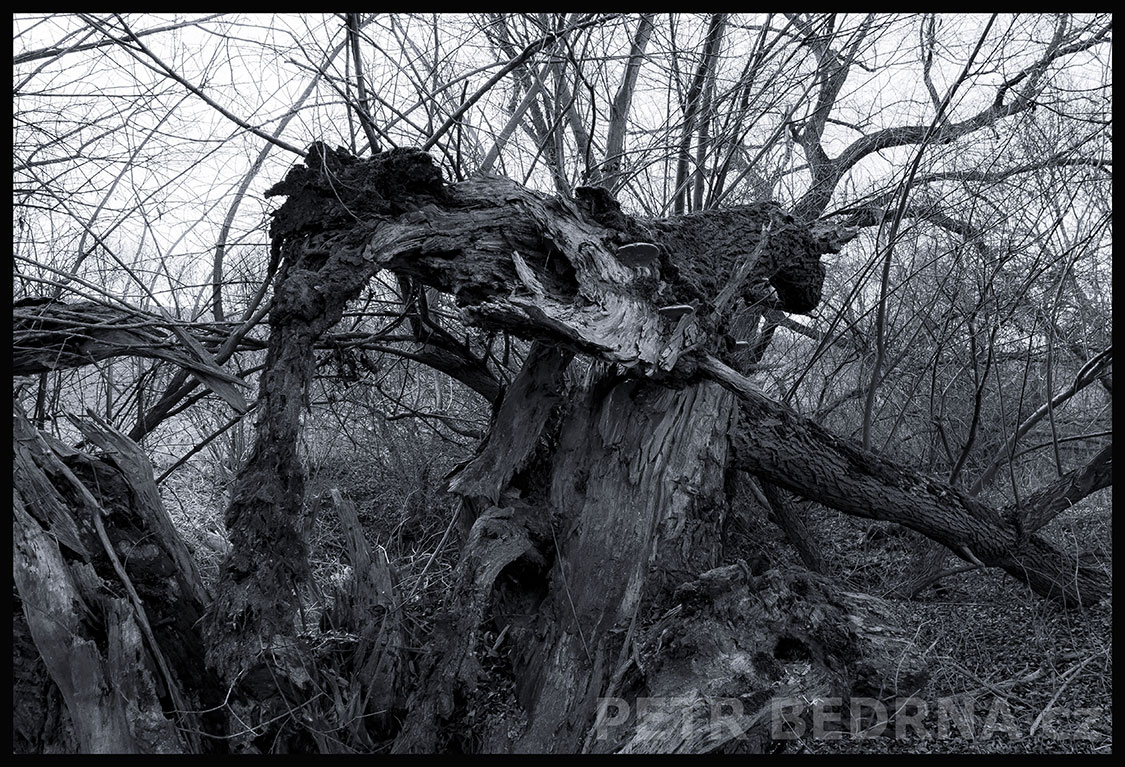 Strom dotěrný slepec, Hřebeč, Kladno, krása, okolí, les, příroda, stromy, zábava, stromy, podoba, Česko