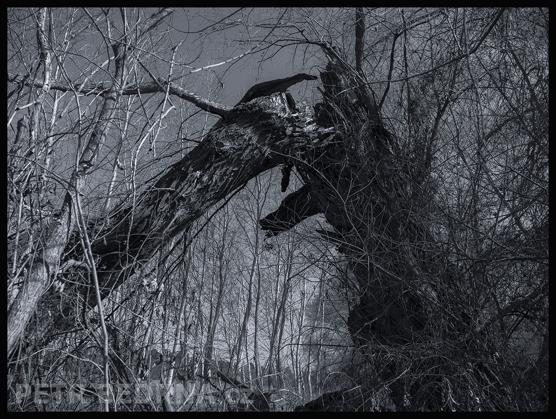 Strom hlava otevřená, Lidice, Kladno, krása, okolí, les, příroda, stromy, zábava, podoba, Česko