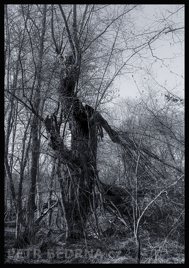 Strom kobyla se staví na zadní, Makotřasy, Lidice, Kladno, krása, okolí, les, stromy, podoba, Česko