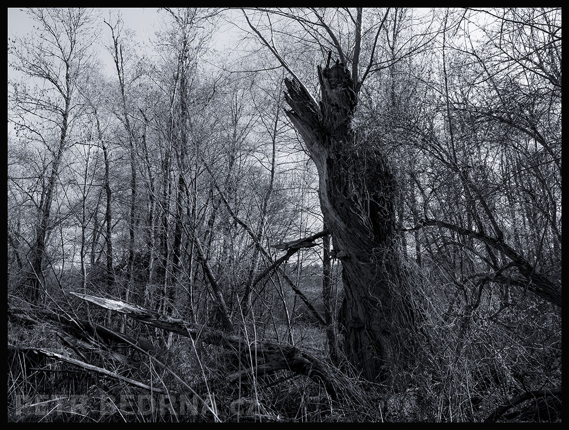 Strom královna korunovaná, Makotřasy, Lidice, Kladno, krása, okolí, les, příroda, zábava, figuríny, stromy, podoba, Česko